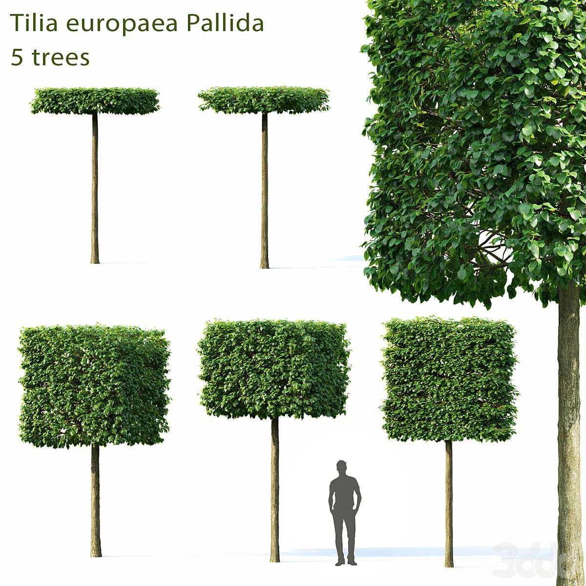 Tilia Europea